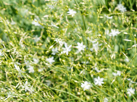 Anthericum ramosum | Phalang&egrave;re ramifi&eacute;e ou Anth&eacute;ricum ramifi&eacute; &agrave; hampes florales aux abondantes grappes de petites fleurs &eacute;toil&eacute;es blanc pur, extr&ecirc;mit&eacute;s des &eacute;tamines jaune