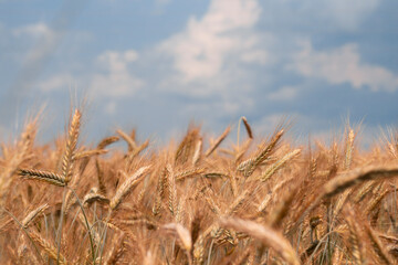 ears of wheat, rye field against the blue sky on a sunny day