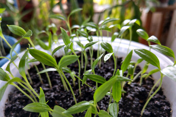 Young green seedlings in flower pots. Spring.