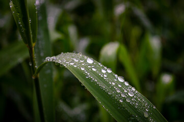 Waterdrops on a reed leaf