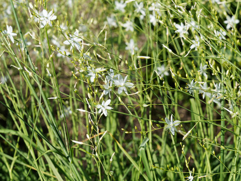 (Anthericum ramosum) Phalangère ramifiée ou anthéricum rameux aux panicules de fleurs blanches, au feuillage linéaire et lisse sur des tiges souples et légères