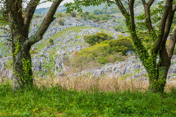 5月の柔らかな光と緑の平尾台【福岡県】