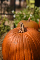 Pumpkins