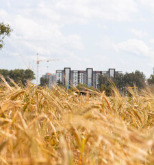 ears of wheat, rye field against the background of the urban landscape on a sunny day