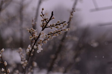 prunus armeniaca flowers in the snow. abnormal phenomenon in spring season