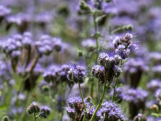 Büschelschön in der Bienenweide
