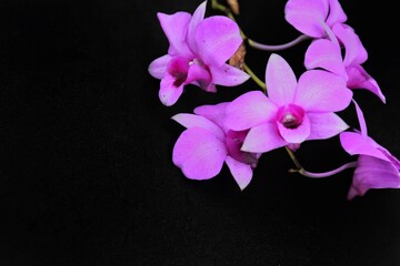 Naklejka na ściany i meble Purple orchid on dark background. 