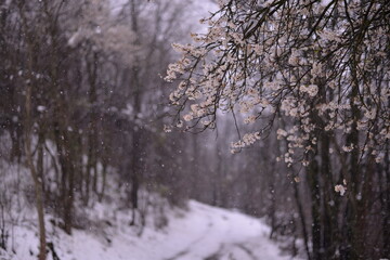 prunus armeniaca flowers in the snow. abnormal phenomenon in spring season