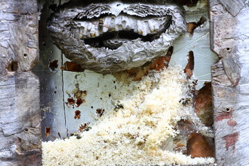 Wasp nest in a wall cavity after it was treated with insect spray.
