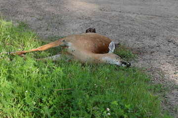 Decomposing Whitetail Deer in the road ditch that was hit by a car.
