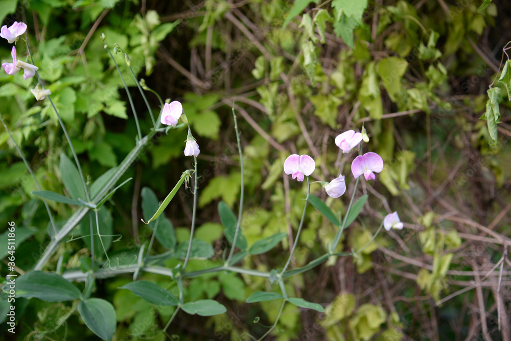 Poster Lathyrus odoratus 'Painted Lady' (Sweet Pea)