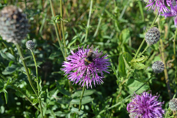Honeybee collecting pollen from a Greater knapweed flower, also known as Centaurea scabiosa