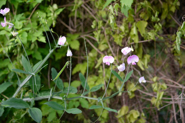 Lathyrus odoratus 'Painted Lady' (Sweet Pea)