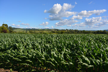 Rural landscape, view over corn foeld to distant green hills, Sherborne, Dorset, England