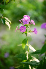 Fototapeta premium Phlox flower in the garden