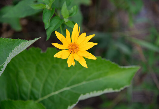 Echinacea yellow paradoxa , flowers in the garden