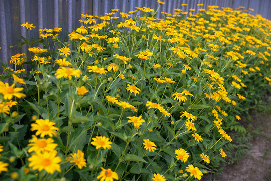Echinacea yellow paradoxa , flowers in the garden