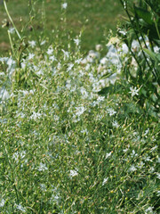 (Anthericum ramosum) Phalangère ou Anthéricum ramifié aux touffes de fines feuilles linéaires vertes sur des tiges souples et légères garnies de grappes de petites fleurs étoilées blanc pur