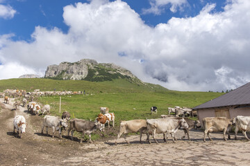 herd of sheep in the mountains