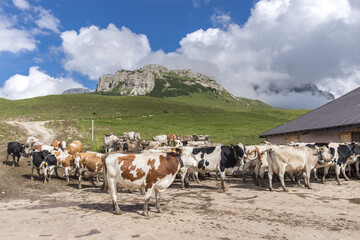 Obraz premium cows in the mountains