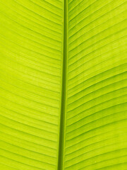 green leaf close up background texture banana