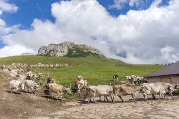 Obraz premium cows returning to the farm