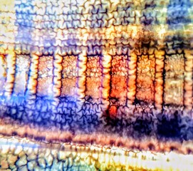 Gel of electrophoresis, IEF Gel, electrophoresis, 