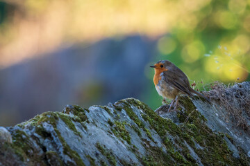 European RobinErithacus rubecula Bright Bokeh Background O Seixo Mugardos Galicia