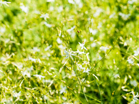 Anthericum ramosum | Phalang&egrave;re ramifi&eacute;e ou Anth&eacute;ricum ramifi&eacute; &agrave; hampes florales aux abondantes grappes de petites fleurs &eacute;toil&eacute;es blanc pur, extr&ecirc;mit&eacute;s des &eacute;tamines jaune