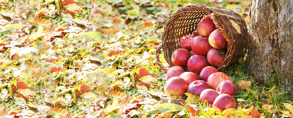 Apple crop with basket, banner, header, headline