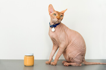 The cat sphinx and pot baby food