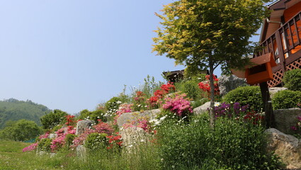 flowers in the garden