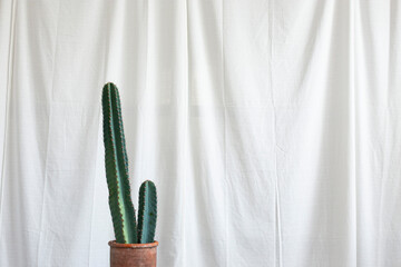 Cereus cactus plant on the window sill with a white curtain, background