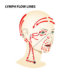 Medical poster. Lymphatic flow on the face and neck of a person, vector diagram of lymphatic drainage.