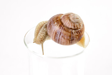 A grape snail with a brown shell crawls along the edge of a glass cup on a white background.