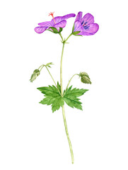 watercolor drawing meadow geranium flowers