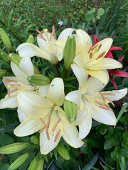 white lilies in garden
