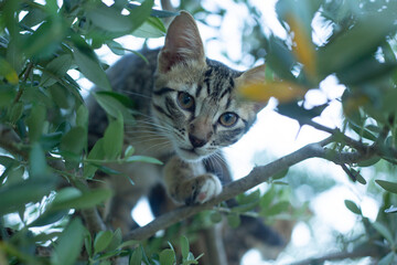 Cute Tabby Kitten climbing in an Olive Tree