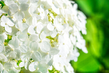 Close up of white fresh flower hydrangea or hortensia. Garden flower background. Gardening.