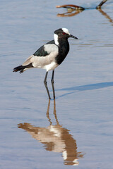 Blacksmith Lapwing or Blacksmith Plover (Vanellus armatus) by the Chobe River in northern Botswana, Africa.
