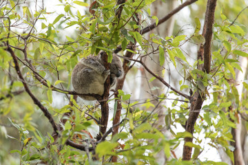 Sleeping wild koala in the tree. 