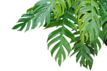 monstera plant leaf jungle branches hanging isolated on white background, Clipping path.