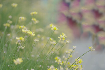 Light background with close up of a plant