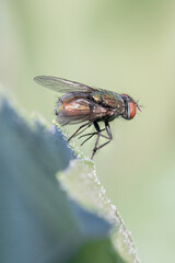 common housefly on a green leaf macro