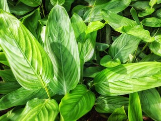 Beautiful green plant scenery