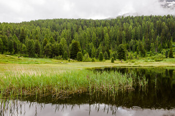 St. Moritz, Stazersee, Badesee, Bergsee, Lej da Staz, Holzsteg, Stazerwald, Seeufer, Schilf, Wasserpflanzen, Pontresina, Oberengadin, Engadin, Alpen, Wanderweg, Sommer, Graubünden, Schweiz