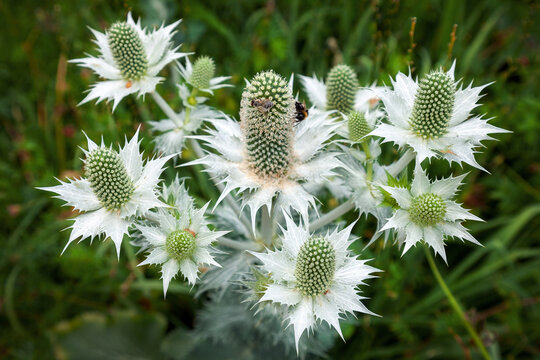 wei&szlig;e Disteln close up
