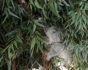 Koala mom is hugging her baby in the tree.