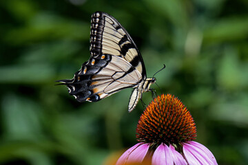Eastern tiger swallowtail on Echinacea flower. The butterfly is a swallowtail butterfly native to eastern North America. Echinacea is an herbaceous plant in the daisy family. 