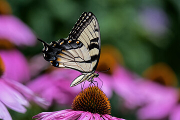 Eastern tiger swallowtail on Echinacea flower. The butterfly is a swallowtail butterfly native to eastern North America. Echinacea is an herbaceous plant in the daisy family.